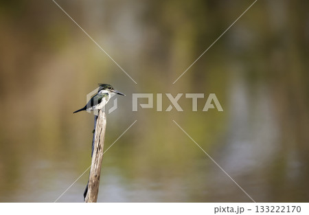 Female Green Kingfisher perched on a wooden post in the Pantanal, Brazil 133222170