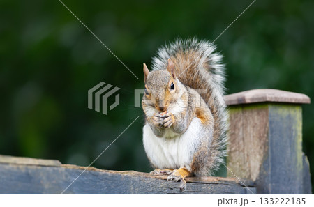 Eastern gray squirrel eating nut on a wooden garden fence Eastern gray squirrel eating nut on a wooden garden fence 133222185