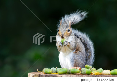 Grey Squirrel holding and eating green acorn on a tree stump 133222186