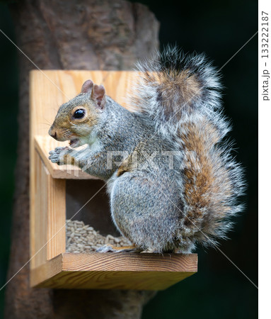 Grey squirrel eating nuts and seeds on a squirrel feeder 133222187