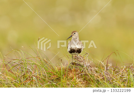 Dunlin standing among green and brown grass in a meadow 133222199