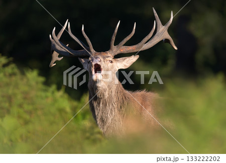 Portrait of a powerful Red deer stag roaring during autumn rut Portrait of a powerful Red deer stag roaring during autumn rut 133222202