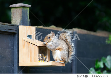 Grey squirrel eating nuts and seeds on a squirrel feeder in a garden Grey squirrel eating nuts and seeds on a squirrel feeder in a garden 133222205