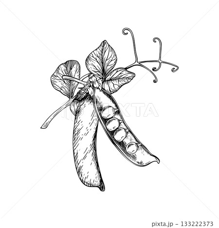 Compositions of a sweet, green pea delicate leaves, curling tendrils, and two pods. One open with round peas inside. Vector illustration painted by black inks. Hand drawn sketch in a botanical style. Compositions of a sweet, green pea delicate leaves, curling tendrils, and two pods. One open with round peas inside. Vector illustration painted by black inks. Hand drawn sketch in a botanical style. 133222373