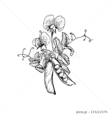 A detailed botanical vector illustration of a sweet pea plant. Delicate blossoms, leaves, curling tendrils, and an open pod with round peas inside. Hand drawn black and white sketch in line art style. A detailed botanical vector illustration of a sweet pea plant. Delicate blossoms, leaves, curling tendrils, and an open pod with round peas inside. Hand drawn black and white sketch in line art style. 133222374