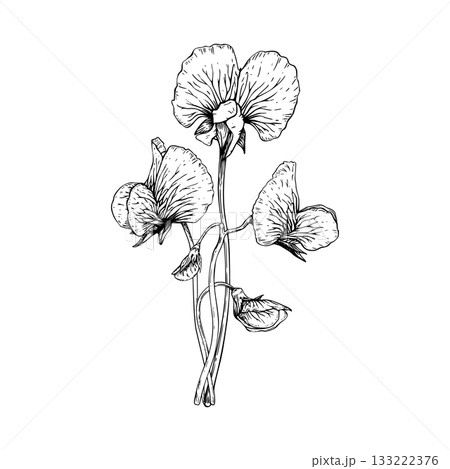A delicate botanical vector illustration of sweet pea flowers. Ruffled petals and slender stems. The detailed linework in a classic vintage style. Composition painted by black inks. 133222376