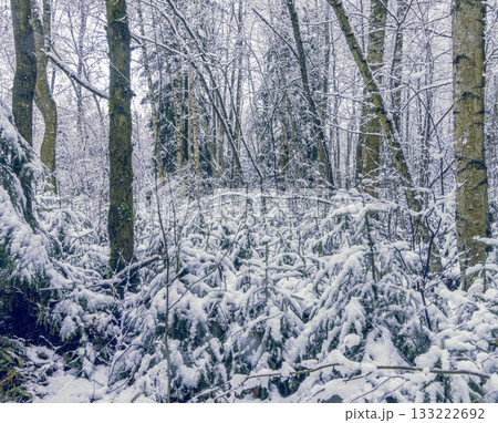 Winter spruce under soft white blanket, Evergreen limbs sag gently beneath cold winter snow cover Winter spruce under soft white blanket, Evergreen limbs sag gently beneath cold winter snow cover 133222692