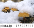 Mushrooms, growing under snow on a tree trunk in the winter forest. 133223445