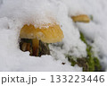 Mushrooms, growing under snow on a tree trunk in the winter forest. 133223446