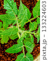 Close-up top view of a tomato seedling with fuzzy green leaves. 133224603