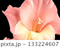Close up pink blooming gladiolus buds on black background. 133224607