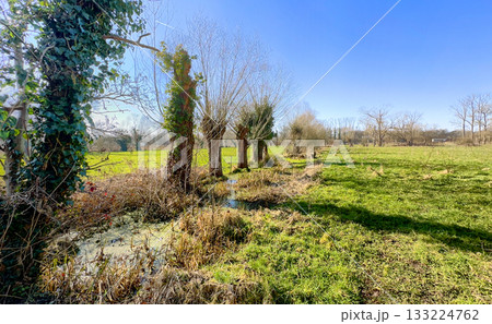 The Serene and Picturesque Landscape of Lush Trees and Vibrant Nature Under Bright Sunshine The Serene and Picturesque Landscape of Lush Trees and Vibrant Nature Under Bright Sunshine 133224762