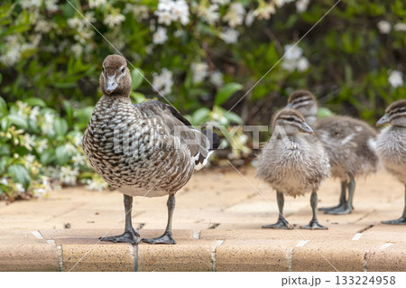 A female Australian Wood Duck standing in the sunshine A female Australian Wood Duck standing in the sunshine 133224958
