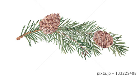 Pine or Fir Branch with cones. Watercolor Hand painted illustration of Winter forest plant with green needles on white background. Pine or Spruce Twig For Christmas design, festive decor, packaging 133225488