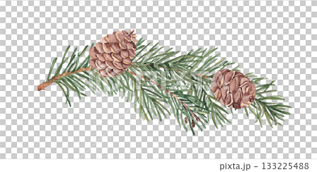 Pine or Fir Branch with cones. Watercolor Hand painted illustration of Winter forest plant with green needles on white background. Pine or Spruce Twig For Christmas design, festive decor, packaging 133225488