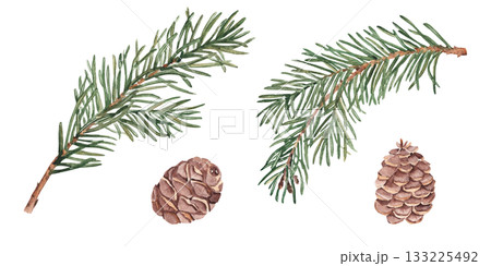 Pine or Fir Branches and cones set. Watercolor Hand painted illustration of Winter forest plant with green needles on white background. Pine or Spruce Twig For Christmas design, festive decor 133225492