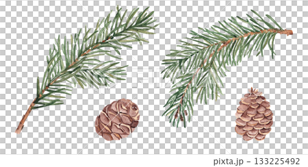 Pine or Fir Branches and cones set. Watercolor Hand painted illustration of Winter forest plant with green needles on white background. Pine or Spruce Twig For Christmas design, festive decor 133225492