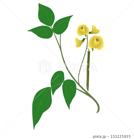 Branch of mung bean plant with flowers and fruits on white background. 133225855