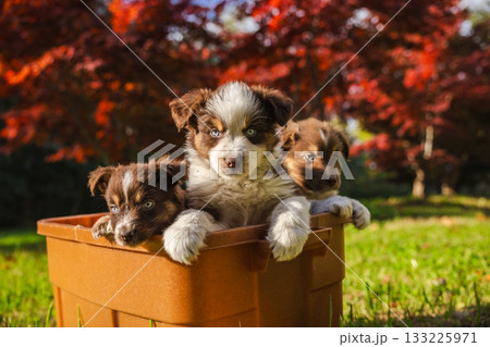 Three Australian Shepherd puppies sitting together in a brown container on the grass with bright red autumn trees in the background 133225971