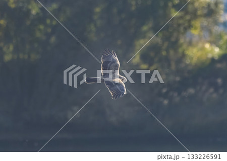 飛翔するチュウヒ 133226591