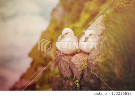 Couple of Northern Fulmar, Fulmarus glacialis birds sitting on the rock in Iceland at summer 133226655