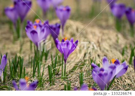 Spring crocus flowers, Easter background 133226674