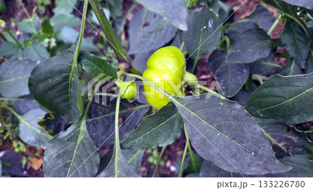 Fresh green vegetable garden with vibrant peppers for sustainable agriculture and gardening inspiration. Green pepper 133226780