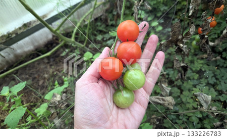 Fresh homegrown tomatoes in a lush vegetable garden setting. Tomatoes cherry en a hand. Vegeterian or vegan food 133226783