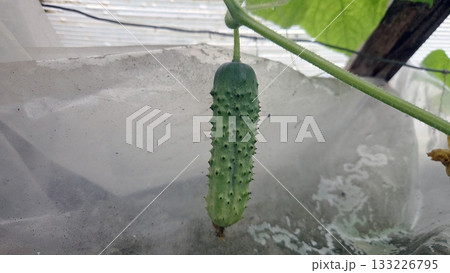 Fresh cucumber growing in organic vegetable garden. Cucumber in a greenhouse. Vegeterian Day. World Vegan Day 133226795