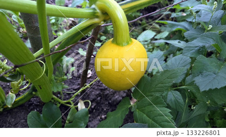 Colorful vegetable garden featuring a vibrant yellow squash growing among lush greenery. Cucurbita. Pumpkin 133226801