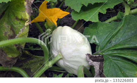 Fresh squash growing in a vegetable garden with vibrant green leaves and blooming yellow flower. Pattypan squash, Cucurbita pepo 133226803