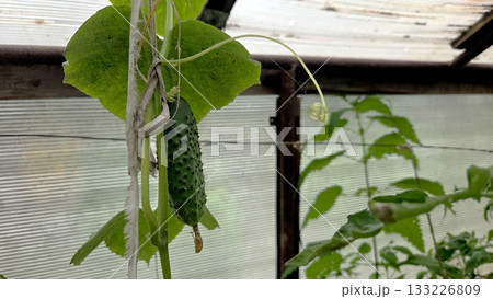 Growing greenery: fresh cucumber in a thriving vegetable garden environment. Cucumber in a greenhouse 133226809