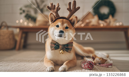 柴犬がトナカイ風カチューシャを着用 133226868
