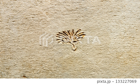 Minimal Fossil Imprint of a Plant on a Smooth Stone Surface From an Ancient Environment 133227069