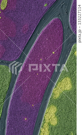 Cyanobacteria Vibrant Colors Seen Under a Microscope in a Laboratory Setting During Daylight Cyanobacteria Vibrant Colors Seen Under a Microscope in a Laboratory Setting During Daylight 133227114
