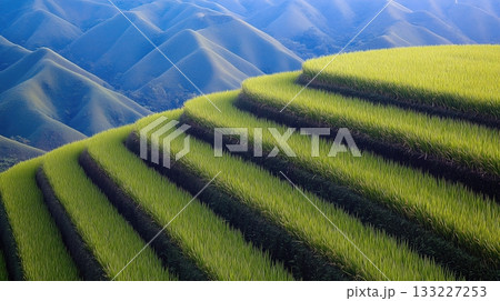 Bali Indonesia Features Stunning Rice Terraces With Geometric Layers Under Clear Blue Skies Bali Indonesia Features Stunning Rice Terraces With Geometric Layers Under Clear Blue Skies 133227253