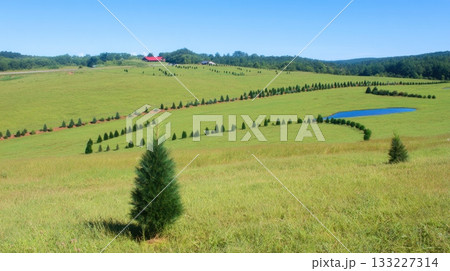 Sunny Day at a Pine Tree Farm With Rows of Young Trees on a Green Hillside 133227314