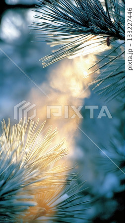 Light Filtering Through Frosted Pine Branches at Dawn in a Serene Winter Landscape 133227446
