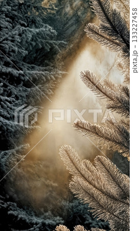 Frosted Pine Branches Illuminated by the Rising Sun in a Tranquil Winter Forest Frosted Pine Branches Illuminated by the Rising Sun in a Tranquil Winter Forest 133227458
