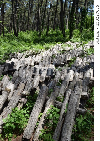 キノコの原木栽培 133227635