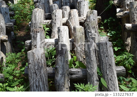 キノコの原木栽培 キノコの原木栽培 133227637