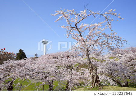 五稜郭公園の桜 133227642