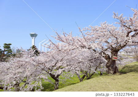 五稜郭公園の桜 133227643