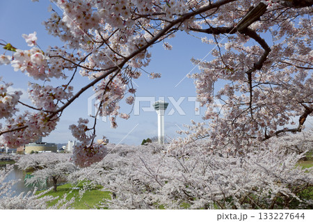 五稜郭公園の桜 五稜郭公園の桜 133227644