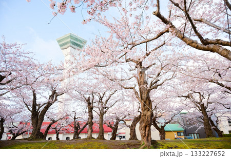 五稜郭公園の桜 133227652