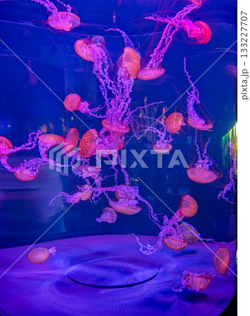 Experience the captivating Jellyfish Display in a vibrant blue aquarium, showcasing their beauty 133227707