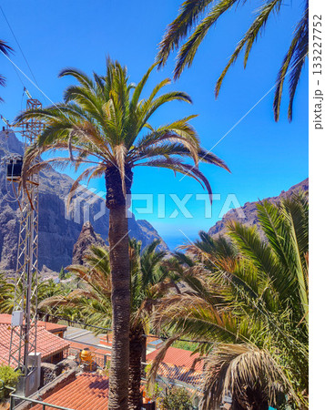 A breathtaking coastal view featuring towering palm trees, majestic mountains, and endless horizons 133227752