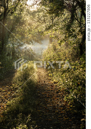 朝日の木漏れ日と朝霧の森の小道 133227806