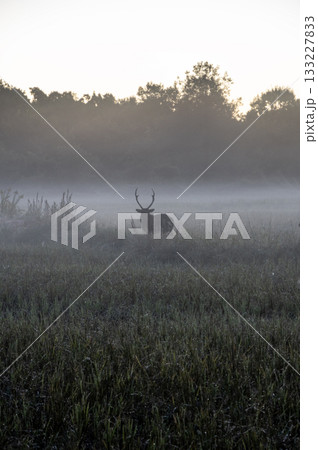 朝靄の中に佇む牡鹿のシルエット 133227833