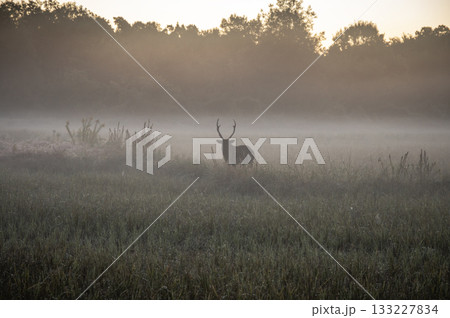 朝靄の中に佇む牡鹿のシルエット 133227834